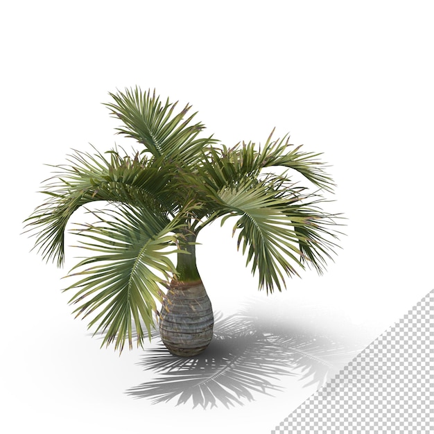 Palmier Hyophorbe Lagenicaulis PNG