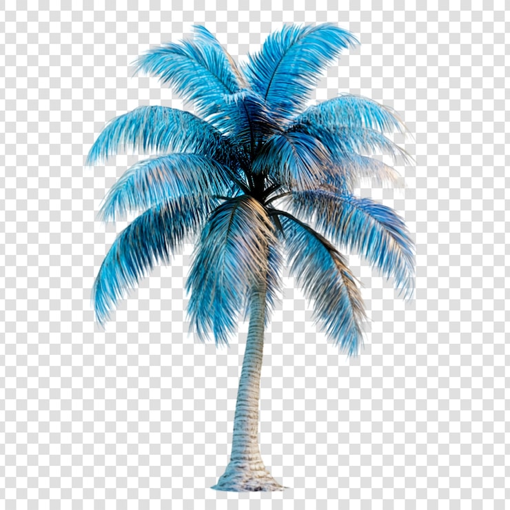 PSD un palmier teal vibrant isolé sur un fond transparent