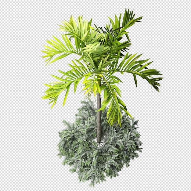Palmier tropical isolé en rendu 3d