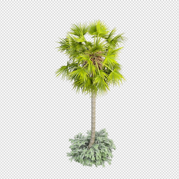 Palmier tropical isolé en rendu 3d