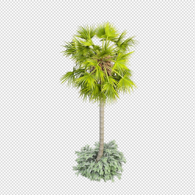 PSD palmier tropical isolé en rendu 3d