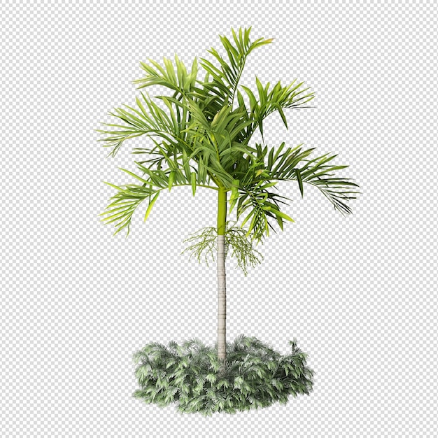 Palmier tropical isolé en rendu 3d