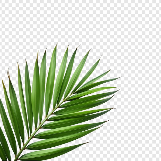 Le palmier vert luxuriant, la feuille tropicale, la botanique exotique, l'été