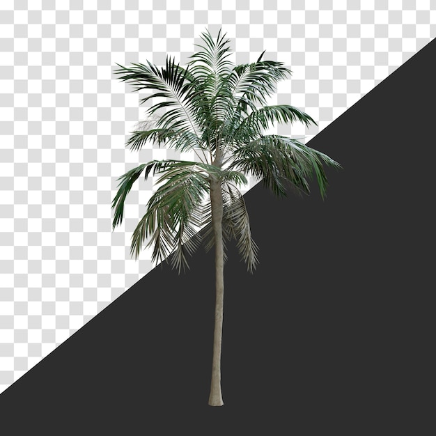 Un Palmier
