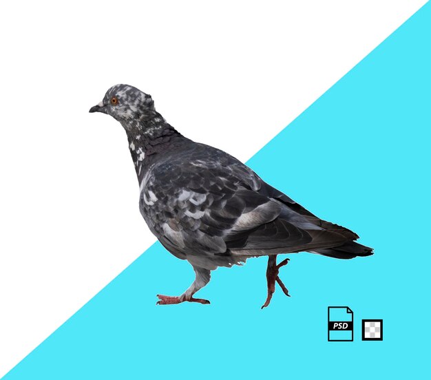 La paloma común Columba livia en el perfil con fondo transparente