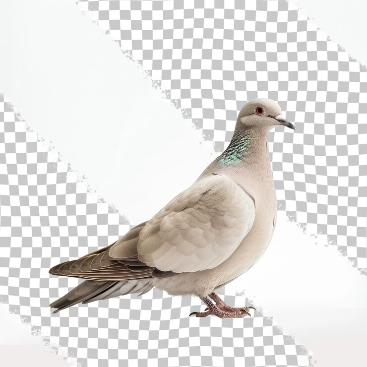 PSD una paloma con plumas verdes y azules se encuentra en un fondo blanco