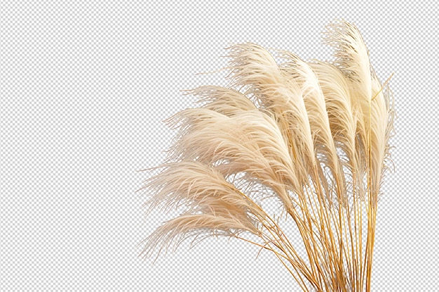 PSD pampas-pampas-gras