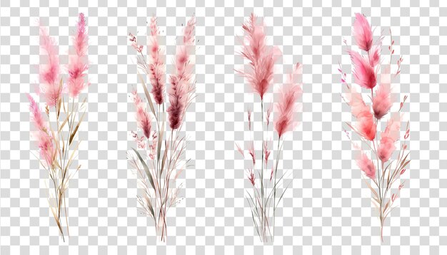 PSD pampas rustique bohémien isolé sur fond transparent png