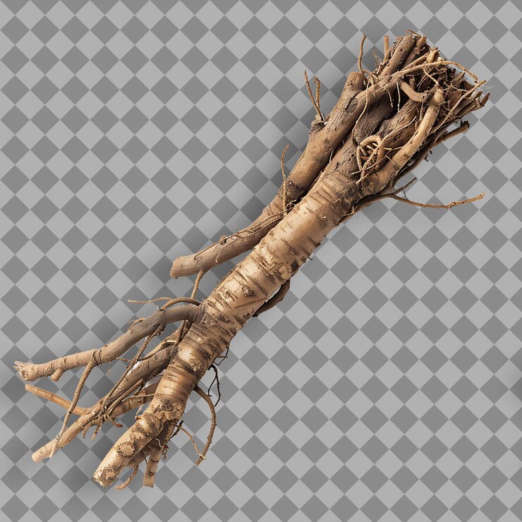 PSD panax vietnamensis tipo de hierba ginseng vietnamita forma de h objeto aislado en un fondo limpio