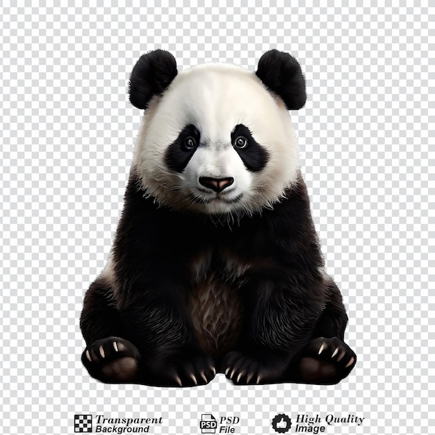 PSD panda aislado en un fondo transparente