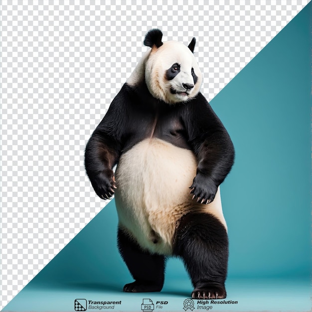 Panda aislado sobre un fondo transparente