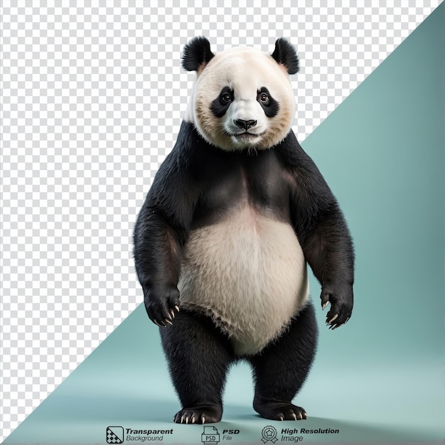 PSD panda aislado sobre un fondo transparente