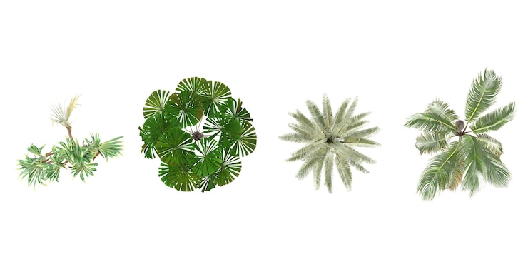 PSD pandanus utilisjubaea chilensiscocos nuciferalicuala ramsayi árvores de cima em fundo branco