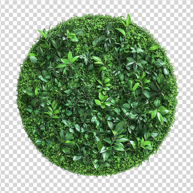 Pannelli da parete rotondi di giardino verdi di piante tropicali isolati su sfondo bianco
