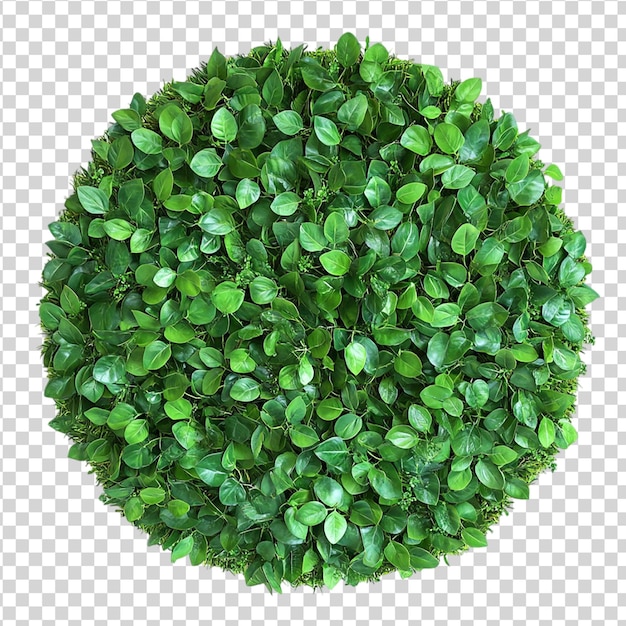 Pannelli da parete rotondi di giardino verdi di piante tropicali isolati su sfondo bianco