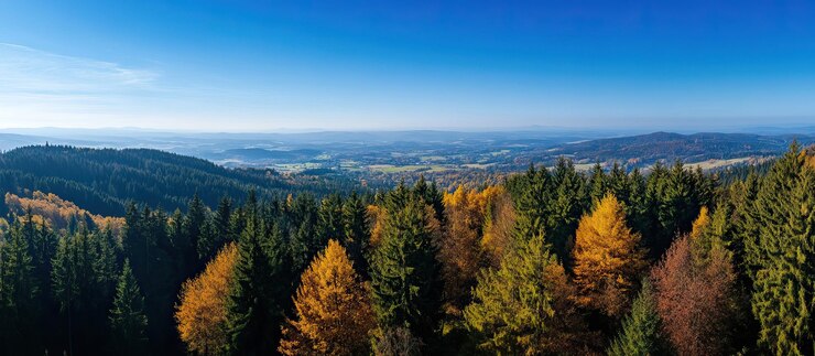 PSD panorama della foresta d'autunno