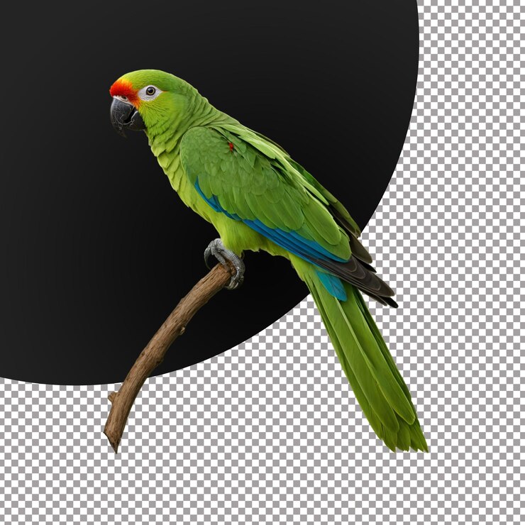 PSD papagaio verde cortado png