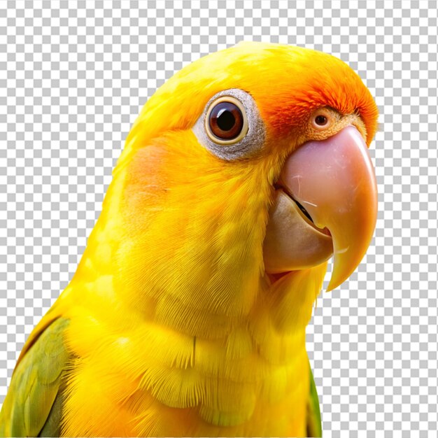 PSD papagaio verde e amarelo na amazônia isolado em fundo transparente