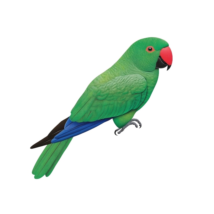 PSD papagaio verde vibrante com bico vermelho e penas de cauda azul
