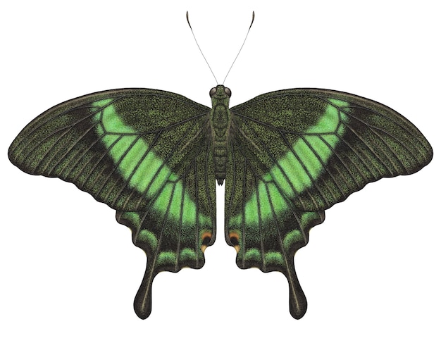 Papillon aquarelle réaliste Papilio Palinurus isolé fond transparent