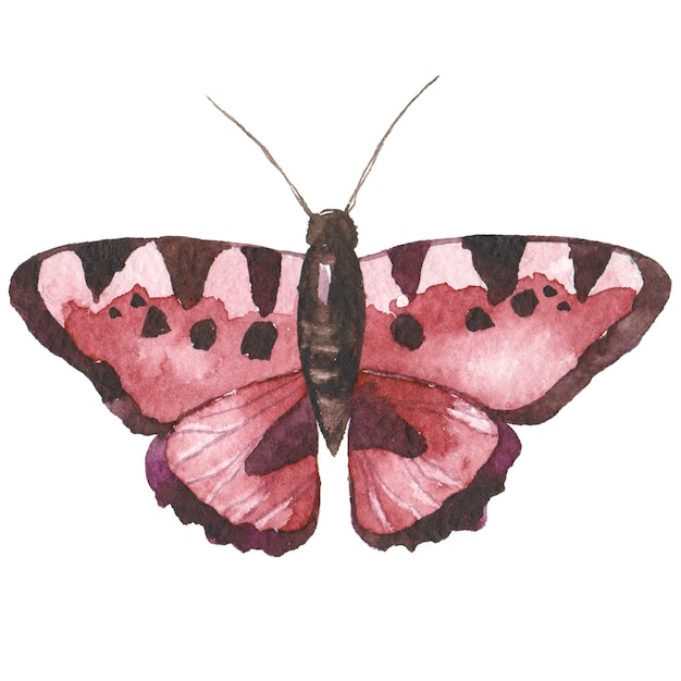 Papillon Peint à L'aquarelle éléments De Conception Dessinés à La Main Isolés Sur Fond Blanc