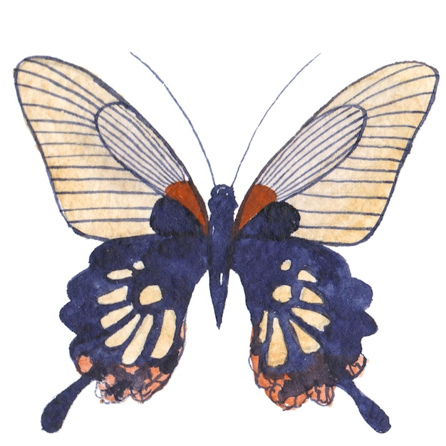 Papillon peint à l'aquarelle Éléments de conception dessinés à la main isolés sur fond blanc