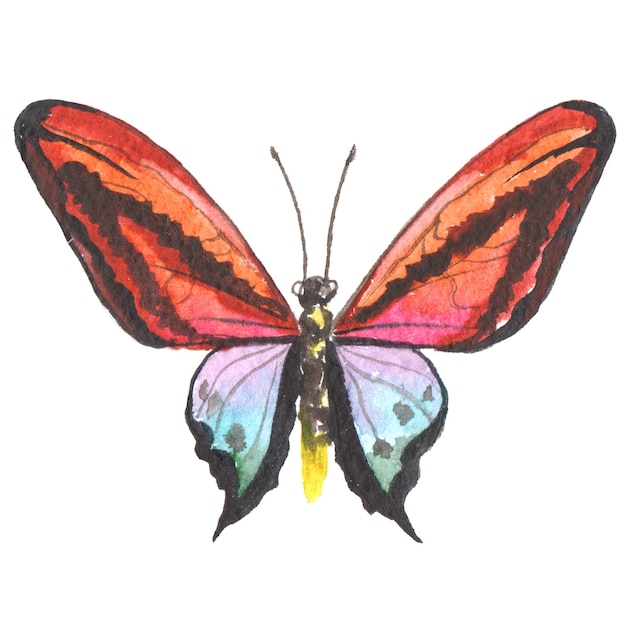 PSD papillon peint à l'aquarelle éléments de conception dessinés à la main isolés sur fond blanc