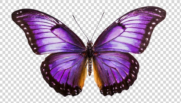 Un papillon violet isolé sur un fond transparent Un beau insecte volant