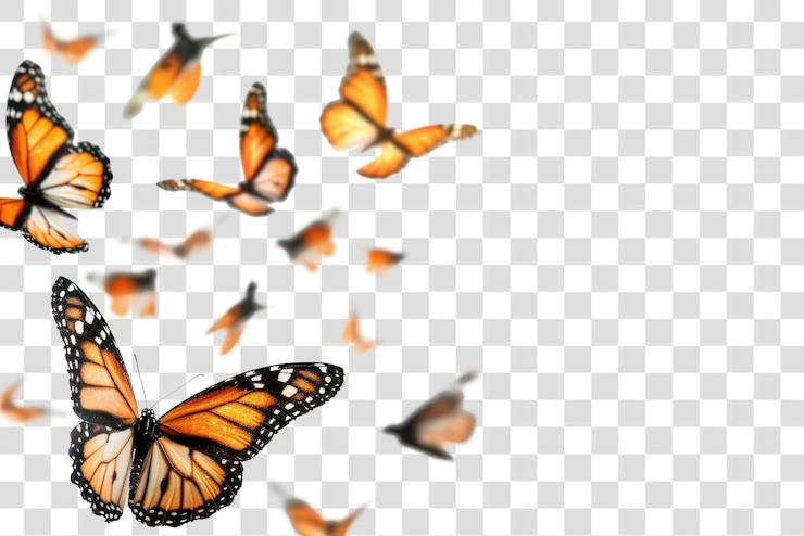 PSD les papillons sont des insectes animaux.