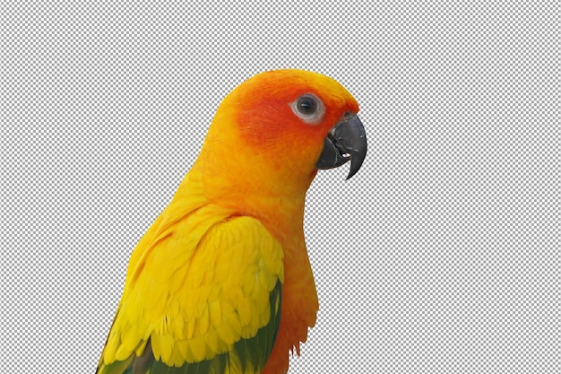Pappagallo