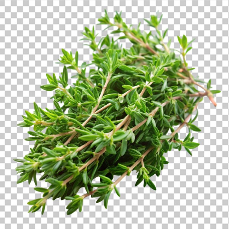 PSD paquete de hierba fresca hyssop hyssopus aislada