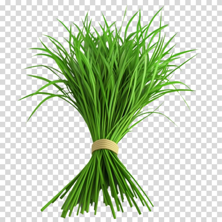 PSD parche de hierba verde aislado en fondo transparente recorte png