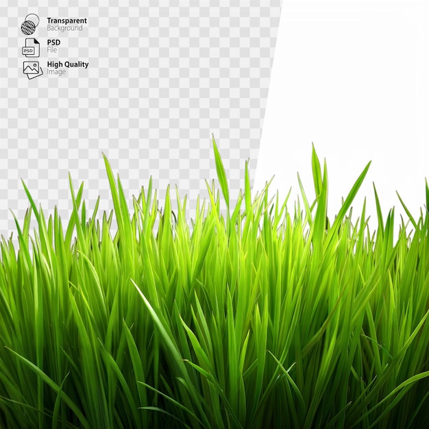 PSD un parche de hierba verde y exuberante contra un fondo transparente