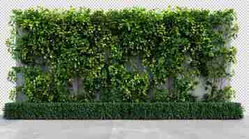 PSD pared verde con planta de hiedra png