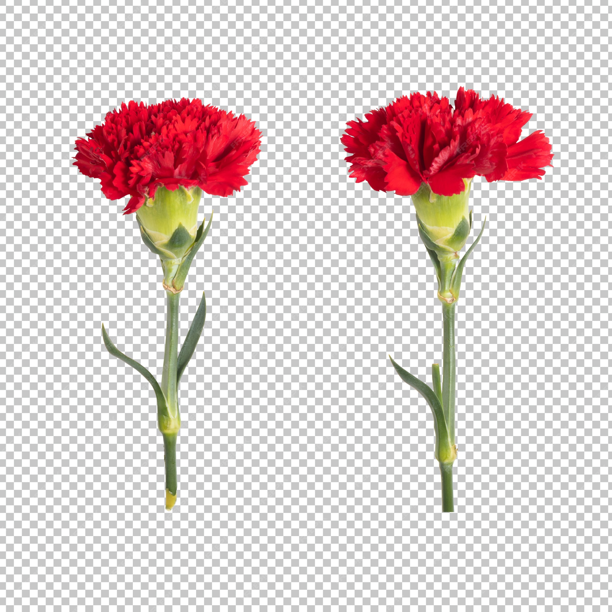 Parede de transparência cravo vermelho. objeto floral. | PSD Premium