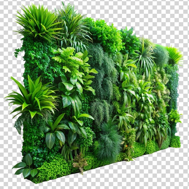 PSD paredes de jardín verdes de plantas tropicales aisladas sobre un fondo transparente