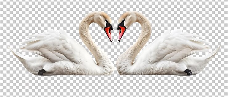 PSD una pareja de amantes de cisnes aislados contra un fondo transparente
