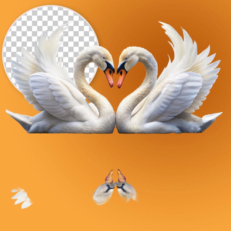 PSD una pareja de amantes de cisnes