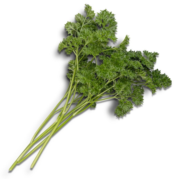 parsley Fresh bunch of parsley on a white background