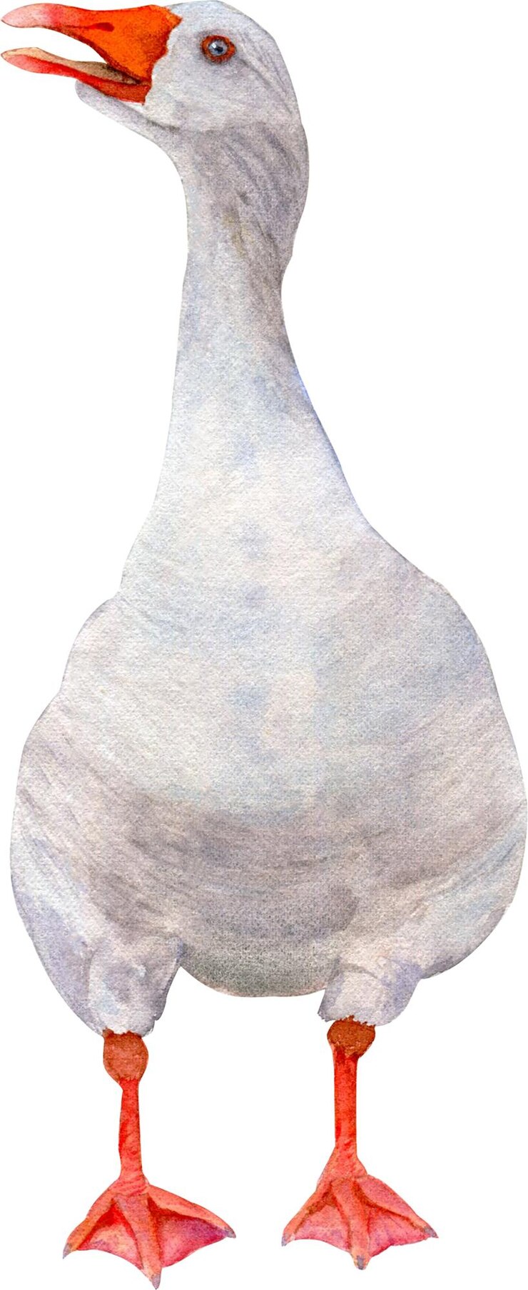 PSD pássaro de fazenda de ganso fofo em aquarela