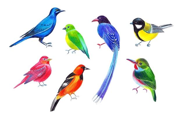 pássaros coloridos ilustração de lápis desenhada por mãos por lápis coloridos