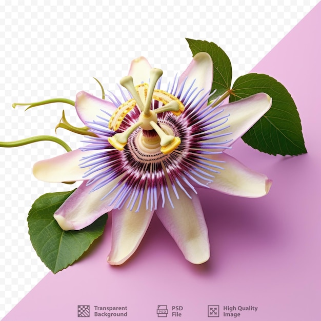 PSD passiflora edulis, comumente conhecida como maracujá, é um tipo de flor