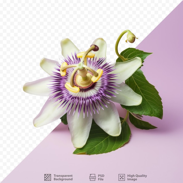 PSD passiflora edulis, comumente conhecida como maracujá, é um tipo de flor