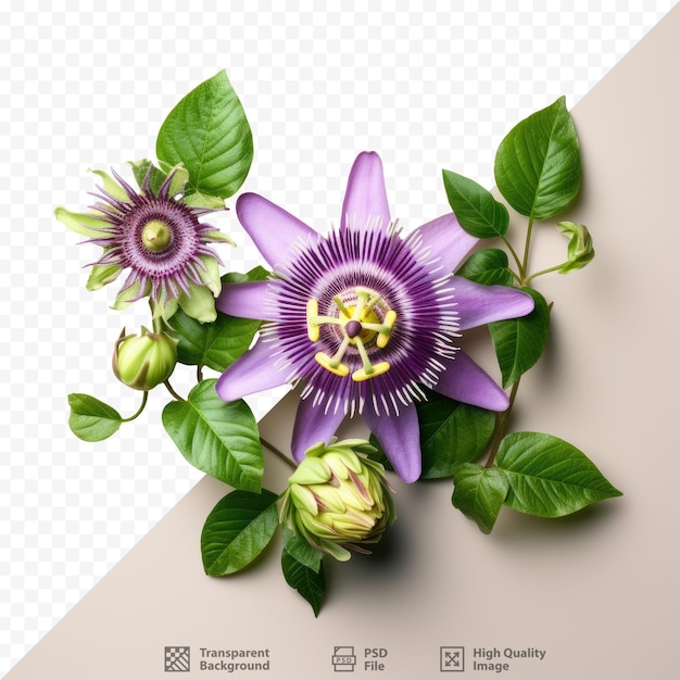 PSD passiflora edulis de cores vivas exibida contra um fundo transparente cercado por um espaço em branco