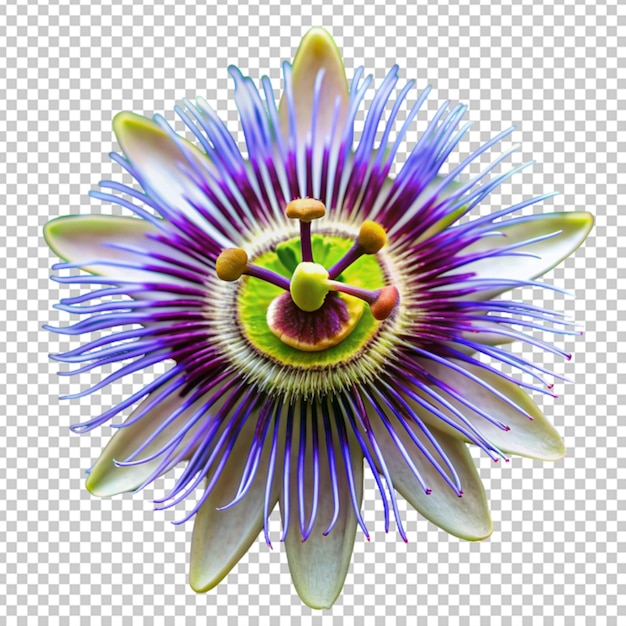 PSD passion flower