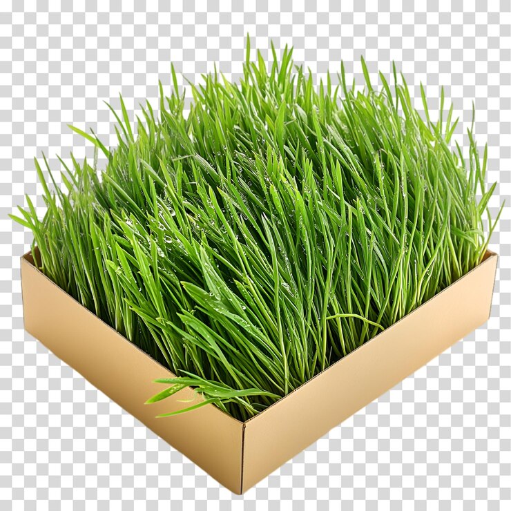 PSD pasto de trigo fresco en una caja