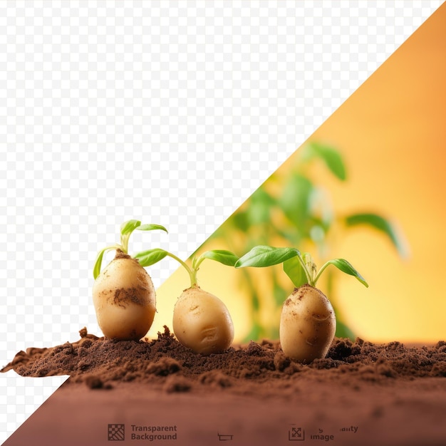 PSD patatas germinadas con pequeños bulbos en el suelo fondo transparente simboliza una cosecha abundante
