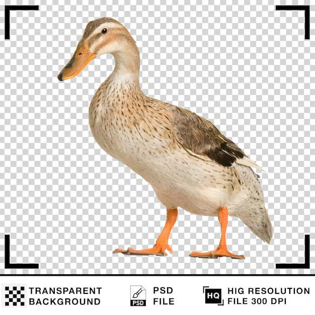 Pato realista em fundo branco Pato em fundo transparente