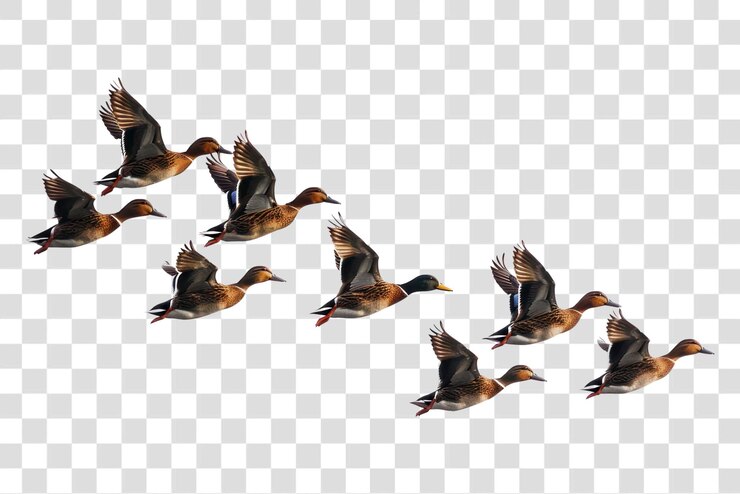 PSD patos de papua nueva guinea volando en formación