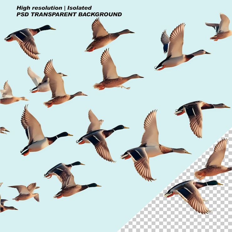 PSD patos de rebaño de psd volando a través de un cielo azul en un fondo transparente aislado